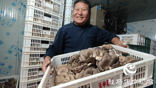 駐馬店市驛城區蟻蜂鎮：平菇香飄致富路