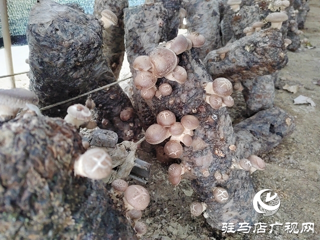 泌陽縣銅山鄉：特色種植讓“荒山”變致富“寶地”