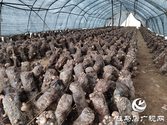 泌陽縣銅山鄉：特色種植讓“荒山”變致富“寶地”
