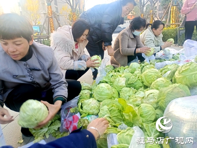 甘藍豐收找銷路 愛心企業采購解農憂