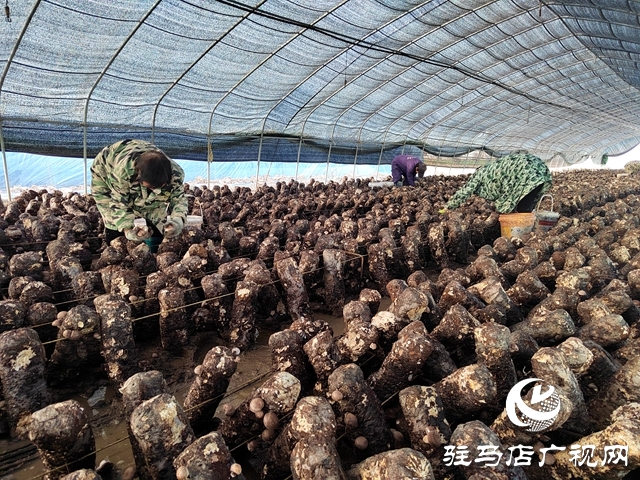 泌陽縣楊家集鎮孟崗村：開展香菇規模化種植 打造“一村一品”特色產業