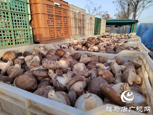 泌陽縣楊家集鎮孟崗村：開展香菇規模化種植 打造“一村一品”特色產業