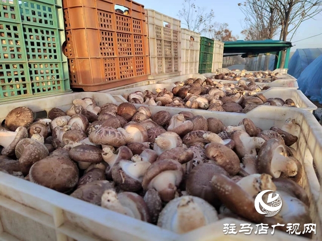 泌陽縣楊家集鎮：立足資源稟賦 發展壯大香菇產業