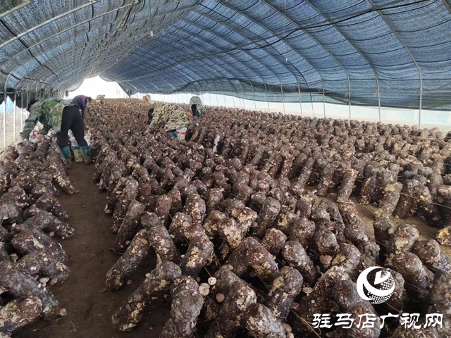 泌陽縣楊家集鎮：立足資源稟賦 發展壯大香菇產業