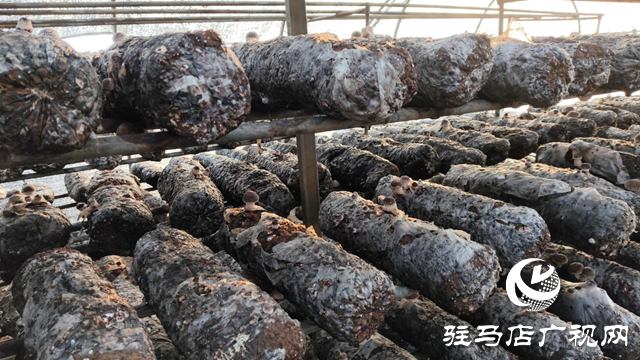 泌陽縣下碑寺鄉曹莊村：發展食用菌產業 “菇”足干勁促振興