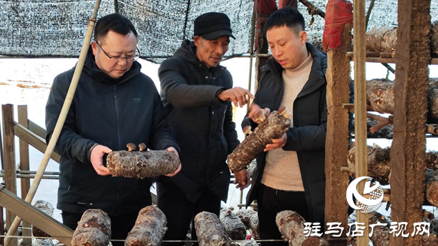 泌陽縣下碑寺鄉曹莊村：發展食用菌產業 “菇”足干勁促振興