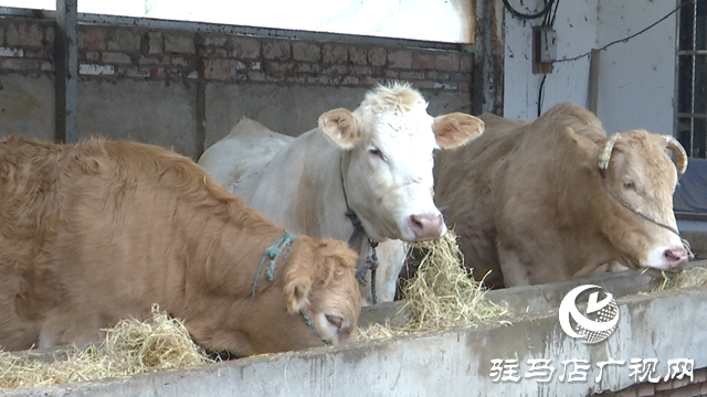 正陽縣銅鐘鎮閆莊村：肉牛養殖連片發展 致富道路越走越寬