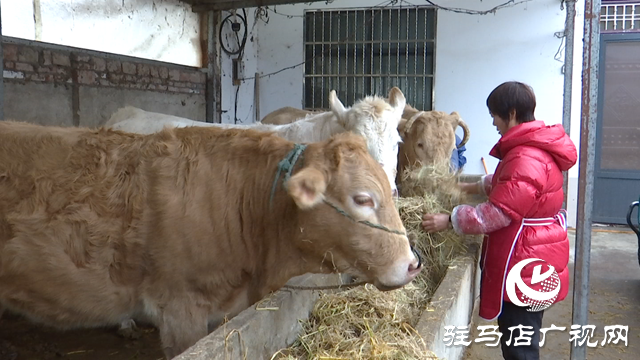正陽縣銅鐘鎮閆莊村：肉牛養殖連片發展 致富道路越走越寬