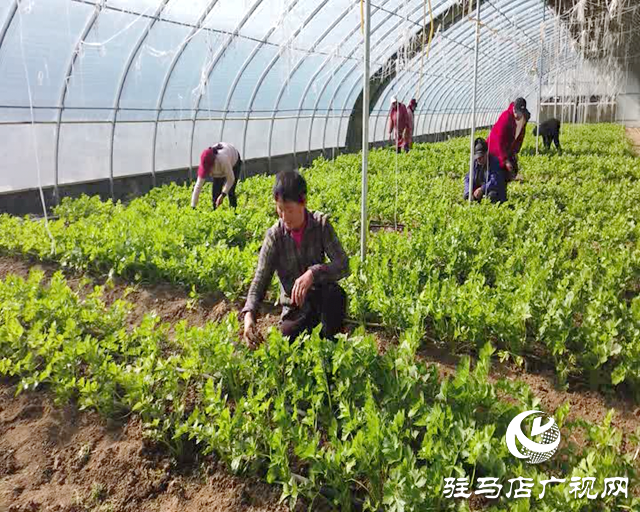 新蔡縣：“一村一品”特色產業助農增收