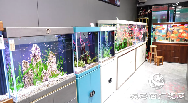 春節(jié)臨近 景觀魚缸受歡迎