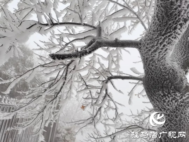 美呆了！羅漢山開啟雪凇、霧凇雙景齊現模式