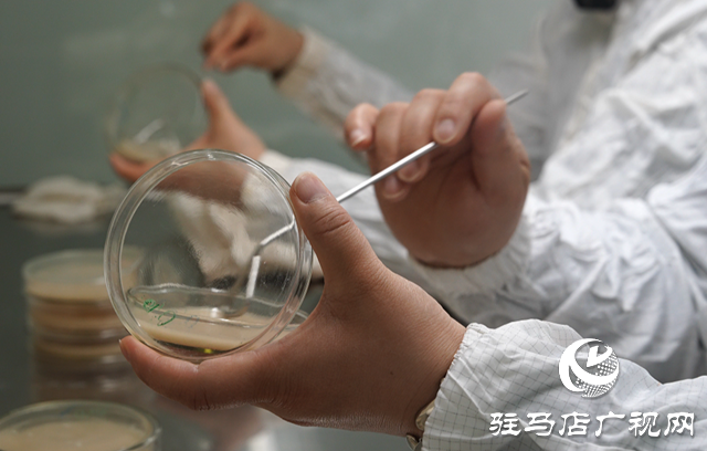 巾幗風采綻芳華‖天方藥業菌種工藝班組：專注菌種選育培養 助力企業發展