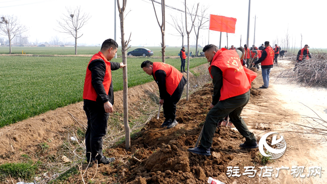西平縣人和鄉：植樹節里植樹忙
