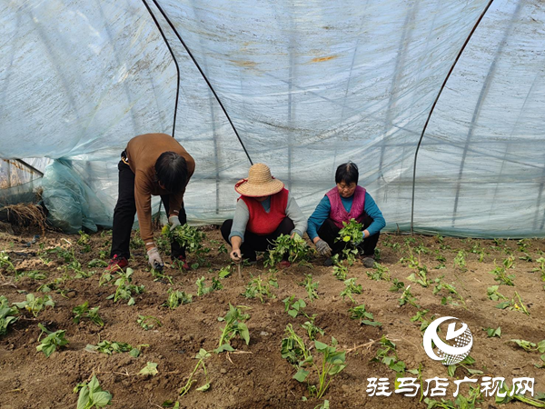 巾幗風采綻芳華‖羅瑞田：鄉村振興路上的追夢人