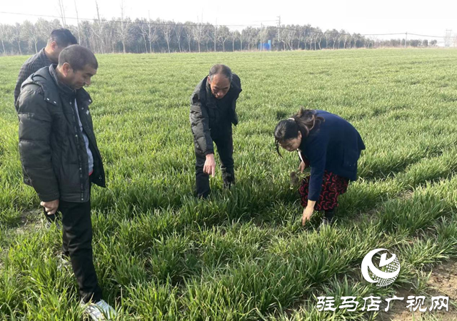 麥田管理正當時 搶抓農時不負春
