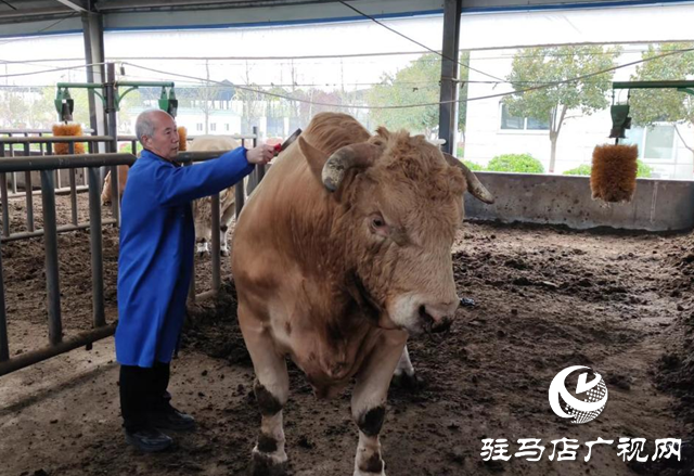 全國兩會精神進基層||泌陽縣夏南牛科技開發有限公司：加快發展新質生產力 推動肉牛產業發展壯大