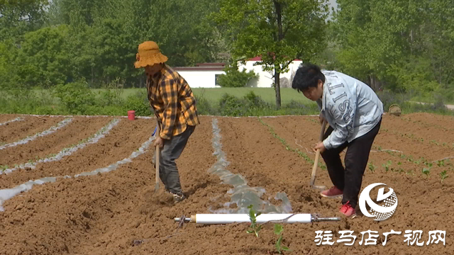 確山縣瓦崗鎮：搶抓農時栽瓜苗