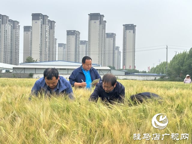 駐馬店：青貯大麥田間測產 篩選優秀青貯大麥品種助力畜牧業健康發展