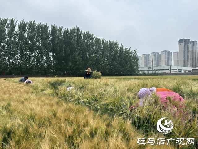 駐馬店：青貯大麥田間測產 篩選優秀青貯大麥品種助力畜牧業健康發展
