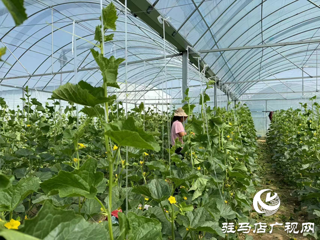 駐馬店市驛城區順河街道:“小甜瓜”托起“甜蜜”致富路