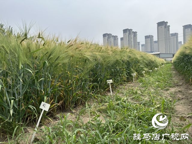 駐馬店：青貯大麥田間測產 篩選優秀青貯大麥品種助力畜牧業健康發展