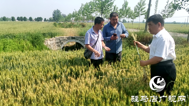 汝南縣農業農村局深入田間開展小麥后期管理技術指導