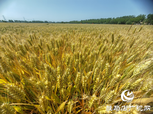 平輿縣農業專家示范田實地測產驗收 優質小麥測產平均畝產720.7公斤
