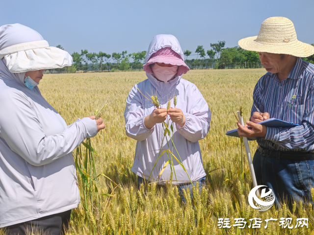 平輿縣農業專家示范田實地測產驗收 優質小麥測產平均畝產720.7公斤