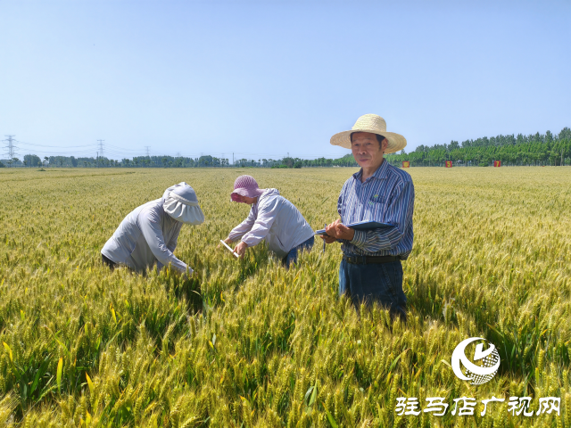 平輿縣農業專家示范田實地測產驗收 優質小麥測產平均畝產720.7公斤