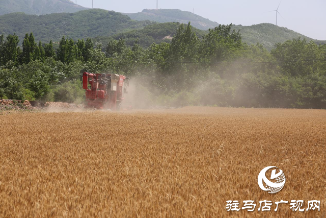 驛城區小麥陸續迎來豐收季