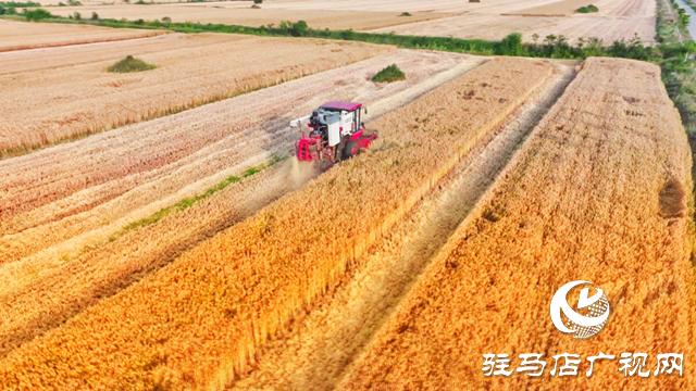 駐馬店：“三夏”時節麥收忙