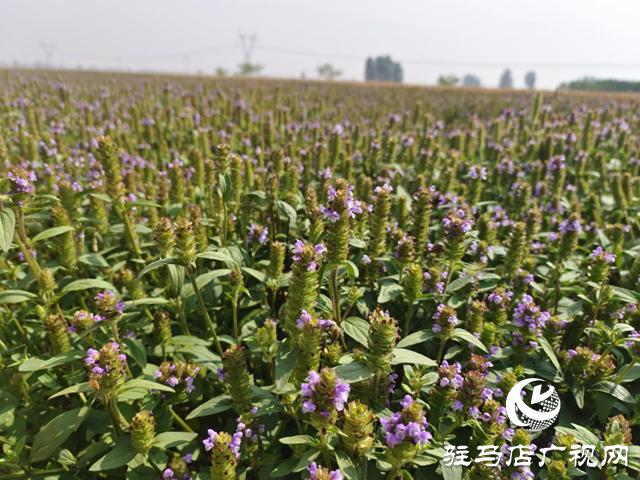 驛城區水屯鎮：夏枯草種植開出致富“良方”