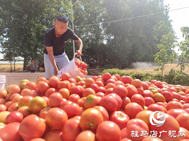 驛城區水屯鎮：西紅柿喜獲豐收
