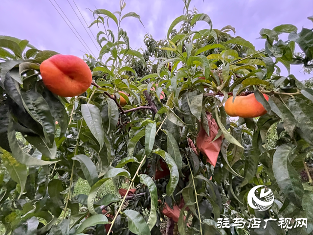 驛城區胡廟鄉：種下蜜桃樹 助農促振興