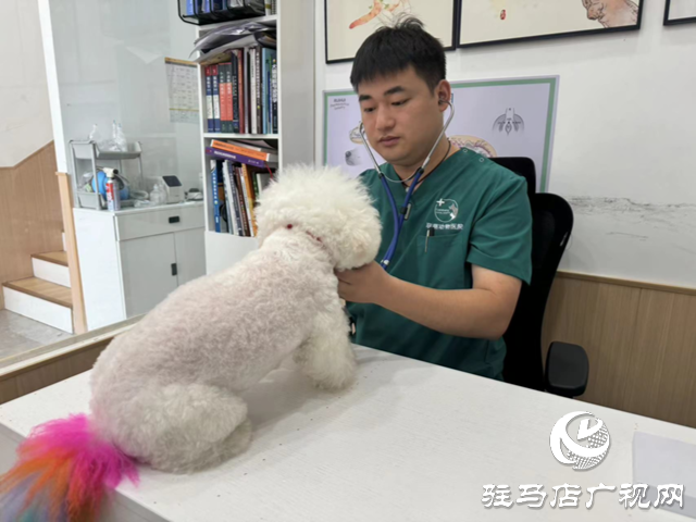 高溫來襲 預防寵物中暑不容忽視