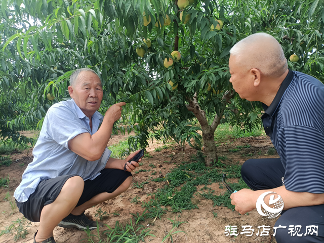 泌陽縣董國安：鄉村振興路上當先鋒