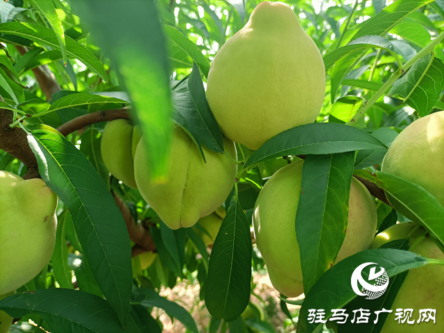 泌陽縣董國安：鄉村振興路上當先鋒