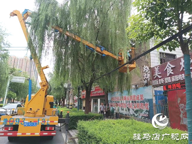 駐馬店經濟開發區城管局：樹干斷裂存隱患 快速處置保暢通