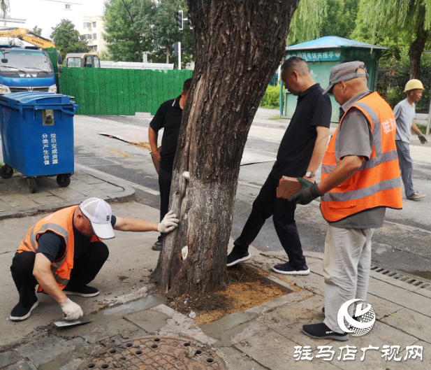 駐馬店經濟開發區：開展行道樹樹穴改造 美化環境保通行