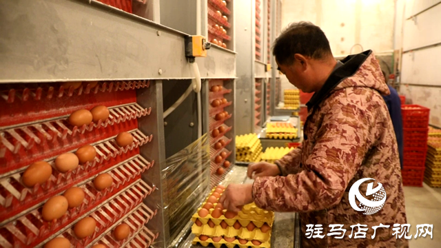 正陽縣閭河鄉橡樹園村：科技養雞 “孵”出致富路