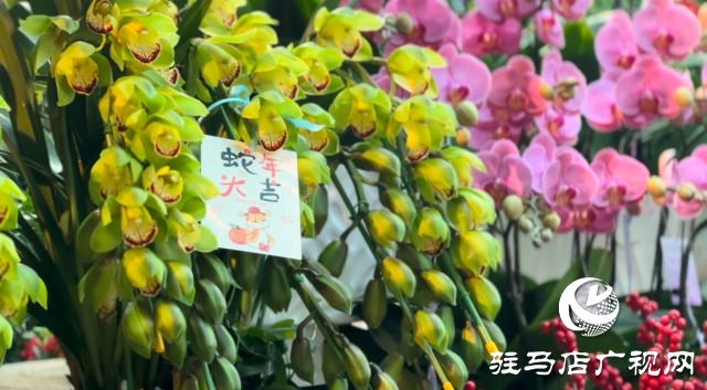 新春佳節即將到來，綠植花卉成為節日新寵
