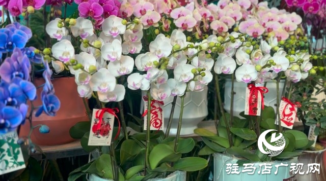 新春佳節即將到來，綠植花卉成為節日新寵