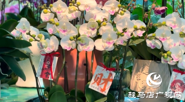 新春佳節即將到來，綠植花卉成為節日新寵