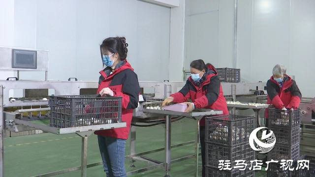 正陽縣：小鴨蛋拉動大產業