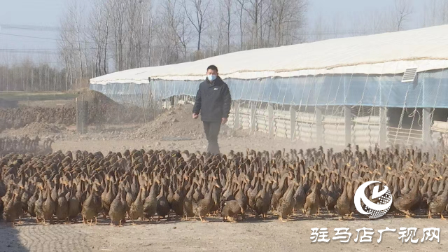 正陽縣：小鴨蛋拉動大產業