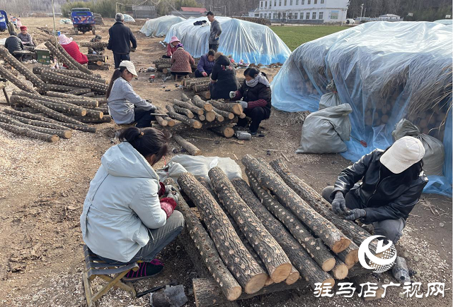 確山縣石滾河鎮：人勤春來早 銀耳搶種植忙