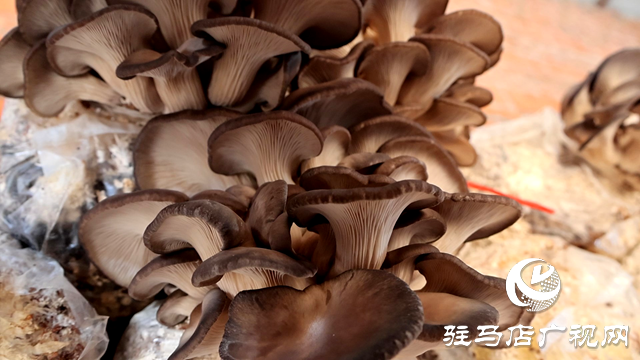 正陽縣熊寨鎮毛集村的新鮮“菇”事