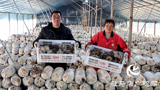 正陽縣熊寨鎮毛集村的新鮮“菇”事