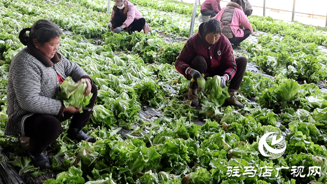 正陽縣熊寨鎮王樓村：“蔬”寫綠色致富路