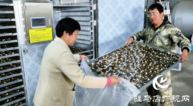 正陽縣熊寨鎮王樓村：羊肚菌喜獲豐收 奏響鄉村振興奮進曲